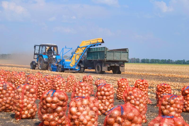 Ziemniaki 0,25 zl/kg, kapusta 0,40 zl/kg biala, czerwona, kwaszona.