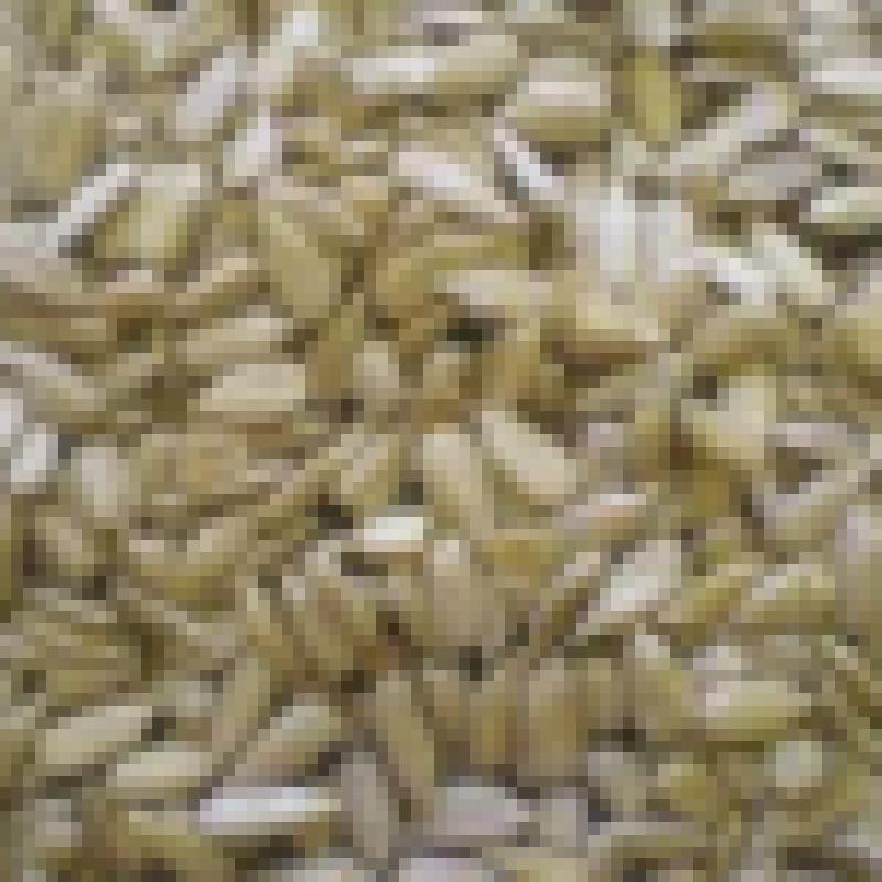 Slonecznik 1,5 zl/kg konfekcyjny od producenta.Soczewica zielona, olej