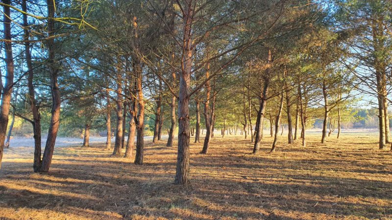 Działki nad rzeką, inwestycja/wypoczynek, JuraPark - 06 Działki nad rzeką, inwestycja/wypoczynek, JuraPark - 06