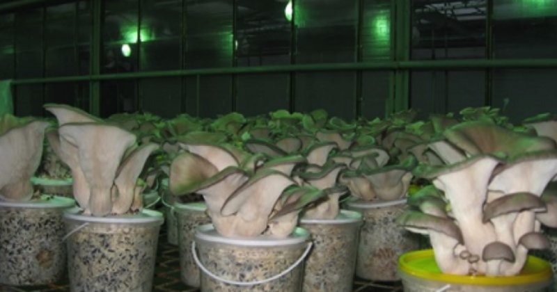 Szukałam Inwestora do Pieczarkarni Dochód 25 mln - 07 Szukałam Inwestora do Pieczarkarni Dochód 25 mln - 07