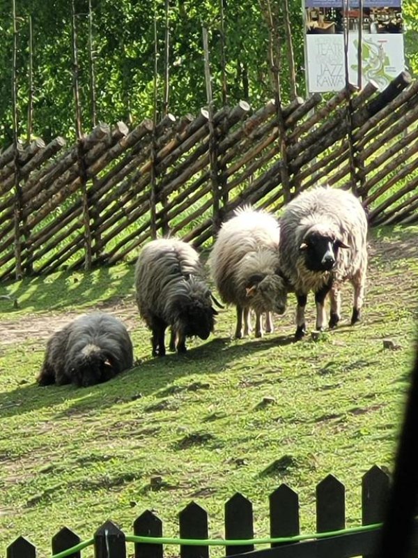 Szukam inwestora/Agroturystyka w Beskidzie Sądecki - 03 Szukam inwestora/Agroturystyka w Beskidzie Sądecki - 03