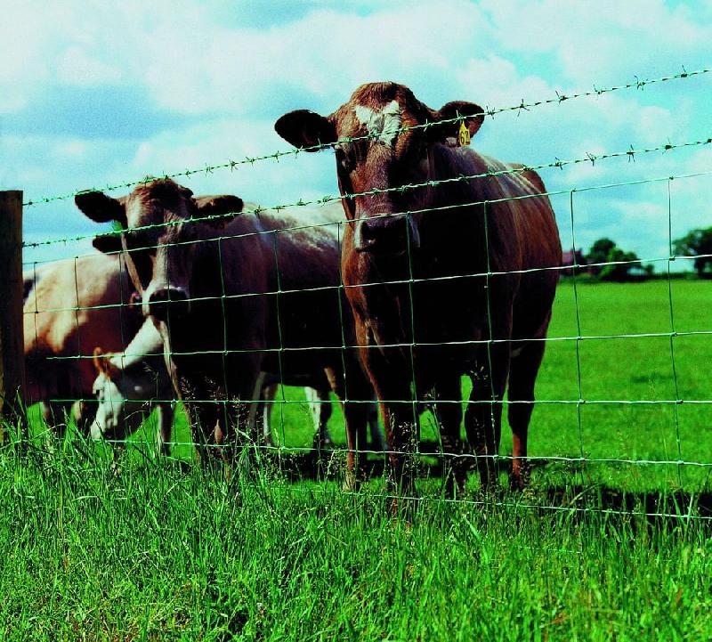 Stada krow, owiec, koz 4 zl/kg w cenie zywca. Oferujemy w dzierzawe