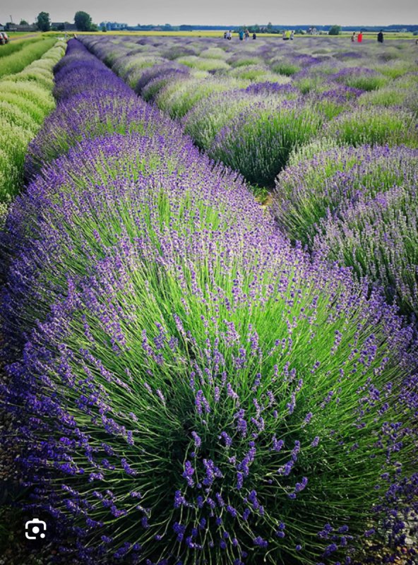 Inwestor poszukiwany Plantacja Lawendy